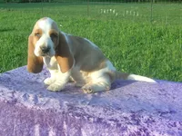 Sampson, a male Basset Hound for sale in Kansas City, MO – 5 of 6