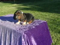 Oakley, a male Basset Hound for sale in Kansas City, MO – 3 of 5