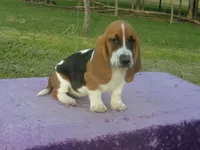 Sugar, a female Basset Hound for sale in Kansas City, MO – 2 of 5