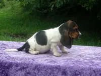 Hazel, a female Basset Hound for sale in Kansas City, MO – 4 of 10