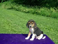 Artie, a male Beagle for sale in Kansas City, MO – Photo 4 of 4