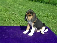 Artie, a male Beagle for sale in Kansas City, MO – Photo 1 of 4