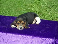 Artie, a male Beagle for sale in Kansas City, MO – Photo 2 of 4