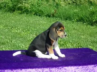 Artie, a male Beagle for sale in Kansas City, MO – Photo 3 of 4