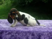 Hazel, a female Basset Hound for sale in Kansas City, MO – 7 of 10