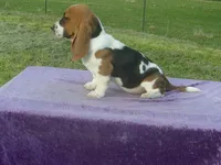 Sugar, a female Basset Hound for sale in Kansas City, MO – 3 of 5