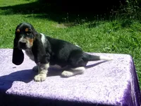 Jezzabelle, a female Basset Hound for sale in Kansas City, MO – 3 of 9