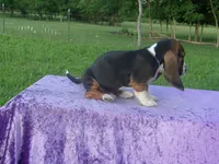 Hanson, a male Basset Hound for sale in Kansas City, MO – 3 of 7