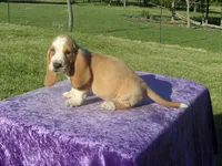 Truman, a male Basset Hound for sale in Kansas City, MO – 7 of 7