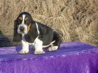 Angel, a female Basset Hound for sale in Kansas City, MO – Photo 9 of 9