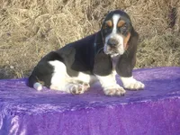 Angel, a female Basset Hound for sale in Kansas City, MO – Photo 5 of 9
