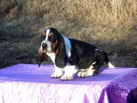 Angel, a female Basset Hound for sale in Kansas City, MO – Photo 4 of 9