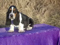 Angel, a female Basset Hound for sale in Kansas City, MO – Photo 7 of 9