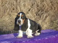 Angel, a female Basset Hound for sale in Kansas City, MO – Photo 3 of 9