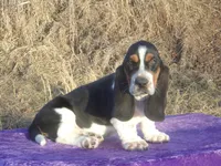 Angel, a female Basset Hound for sale in Kansas City, MO – Photo 2 of 9