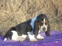 Angel, a female Basset Hound for sale in Kansas City, MO – Photo 6 of 9