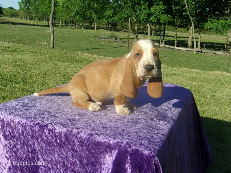 Shilo – Basset Hound puppy for sale in Kansas City, MO