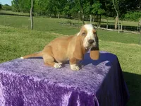 Shilo, a male Basset Hound for sale in Kansas City, MO – 1 of 8