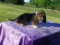 Oakley, a male Basset Hound for sale in Kansas City, MO – 4 of 5