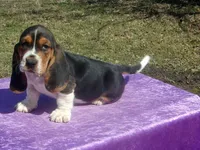 Amber, a female Basset Hound for sale in Kansas City, MO – Photo 3 of 6