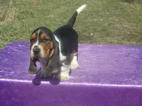 Amber, a female Basset Hound for sale in Kansas City, MO – Photo 5 of 6