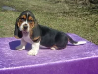 Amber, a female Basset Hound for sale in Kansas City, MO – Photo 4 of 6