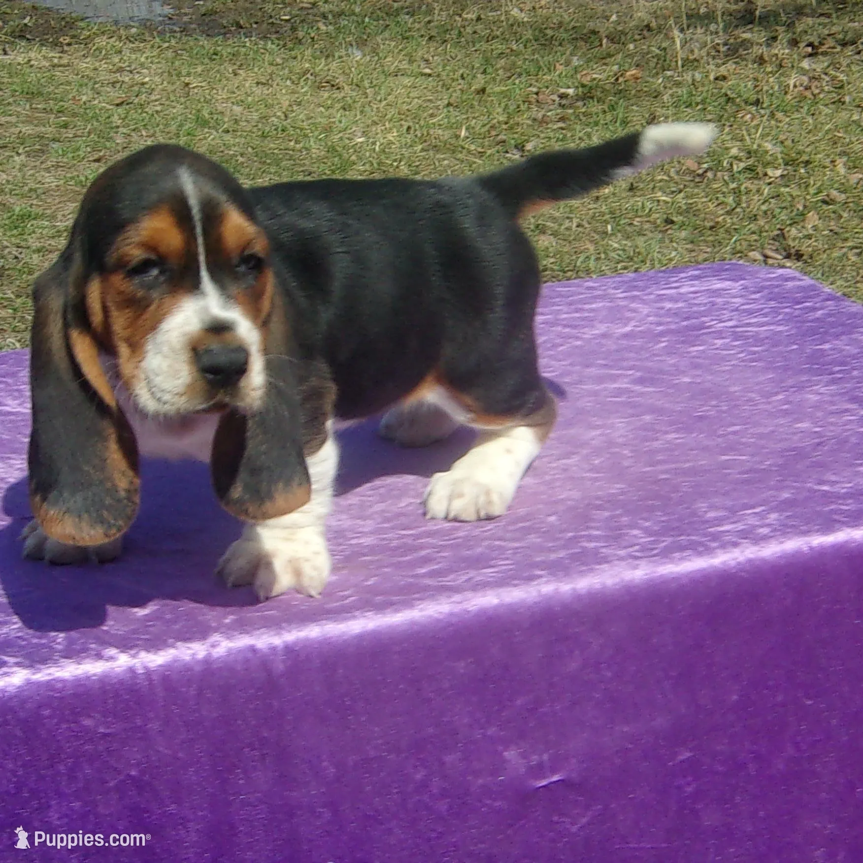 Amber – Basset Hound puppy for sale in Kansas City, MO