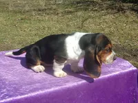 Amber, a female Basset Hound for sale in Kansas City, MO – Photo 2 of 6