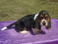 Amber, a female Basset Hound for sale in Kansas City, MO – Photo 6 of 6