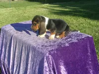 Oakley, a male Basset Hound for sale in Kansas City, MO – 2 of 5