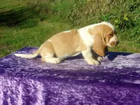Sydney, a female Basset Hound for sale in Kansas City, MO – 2 of 2