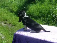 Cisco, a male Basset Hound for sale in Kansas City, MO – 7 of 10