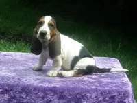Rosie, a female Basset Hound for sale in Kansas City, MO – 6 of 8