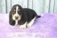 Harley, a male Basset Hound for sale in Kansas City, MO – Photo 4 of 9