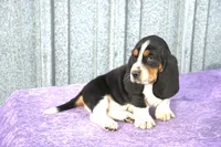 Harley, a male Basset Hound for sale in Kansas City, MO – Photo 2 of 9