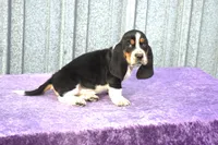 Harley, a male Basset Hound for sale in Kansas City, MO – Photo 3 of 9