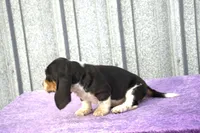 Harley, a male Basset Hound for sale in Kansas City, MO – Photo 5 of 9