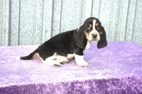 Harley, a male Basset Hound for sale in Kansas City, MO – Photo 9 of 9
