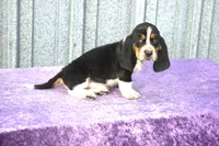 Harley, a male Basset Hound for sale in Kansas City, MO – Photo 8 of 9