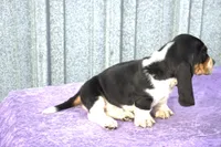 Harley, a male Basset Hound for sale in Kansas City, MO – Photo 6 of 9