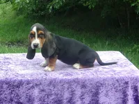 Sadie, a female Basset Hound for sale in Kansas City, MO – 6 of 9