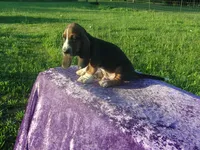 Hanson, a male Basset Hound for sale in Kansas City, MO – 5 of 7