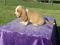 Truman, a male Basset Hound for sale in Kansas City, MO – 5 of 7