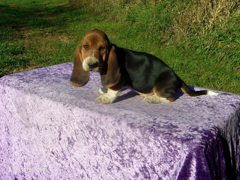 Angus – Basset Hound puppy for sale in Kansas City, MO