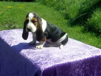 Bella, a female Basset Hound for sale in Kansas City, MO – 2 of 9