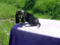 Cisco, a male Basset Hound for sale in Kansas City, MO – 8 of 10