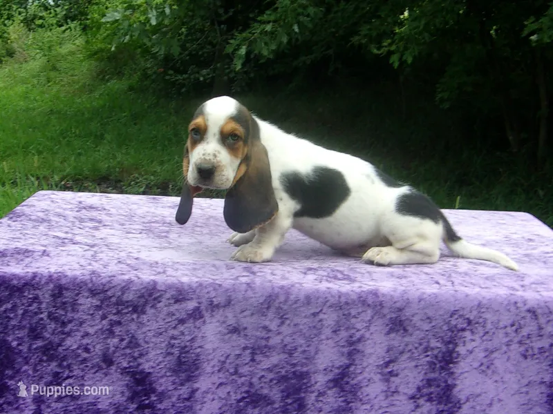 Hampton – Basset Hound puppy for sale in Kansas City, MO