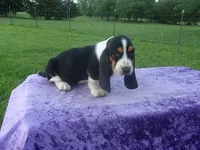 Thurman, a male Basset Hound for sale in Kansas City, MO – 8 of 8