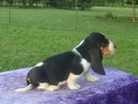 Winston, a male Basset Hound for sale in Kansas City, MO – 9 of 9