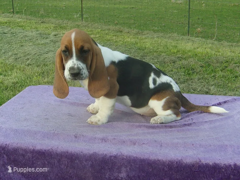 Sugar – Basset Hound puppy for sale in Kansas City, MO